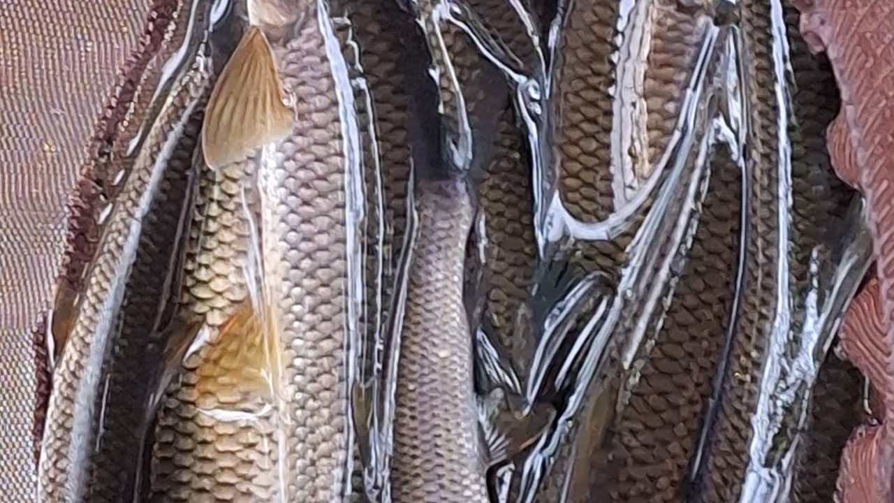 再探大豹 尺花狂咬 🎣 Finally went right ✅️ 