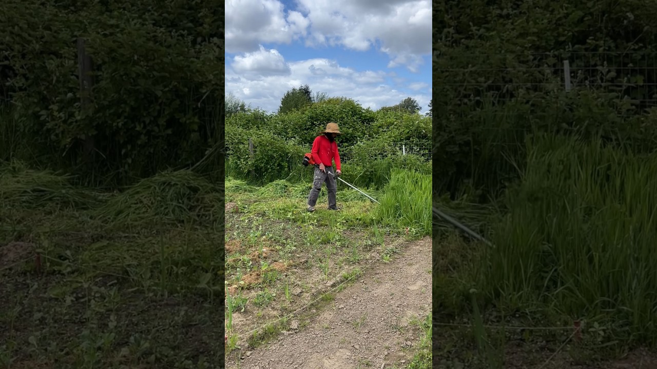 Chop and drop mulch =free weed control