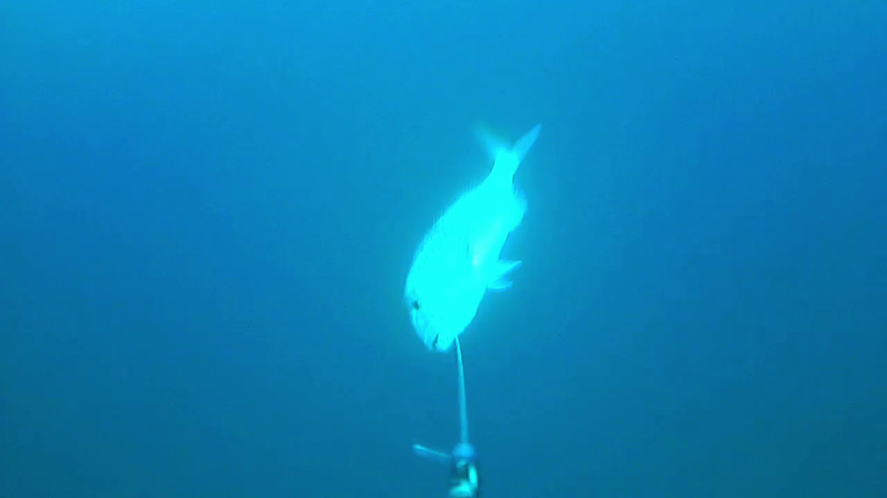 PESCA DENTON Y CHOPAS VS CALAMAR VIVO A CURRICAN DE FONDO (DENTICE TRAINA) MEDITERRANEO