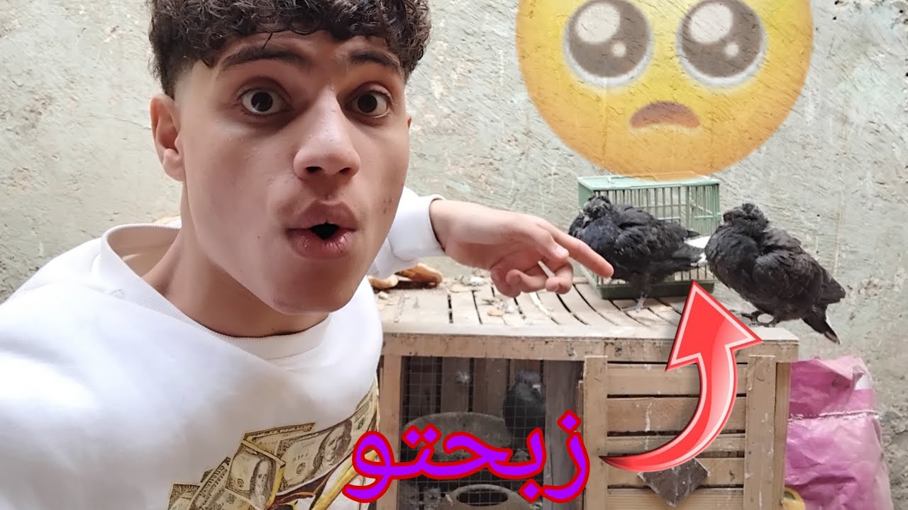 الحمام كله باض 🥰(وزبحت الزغليل كله )🥺