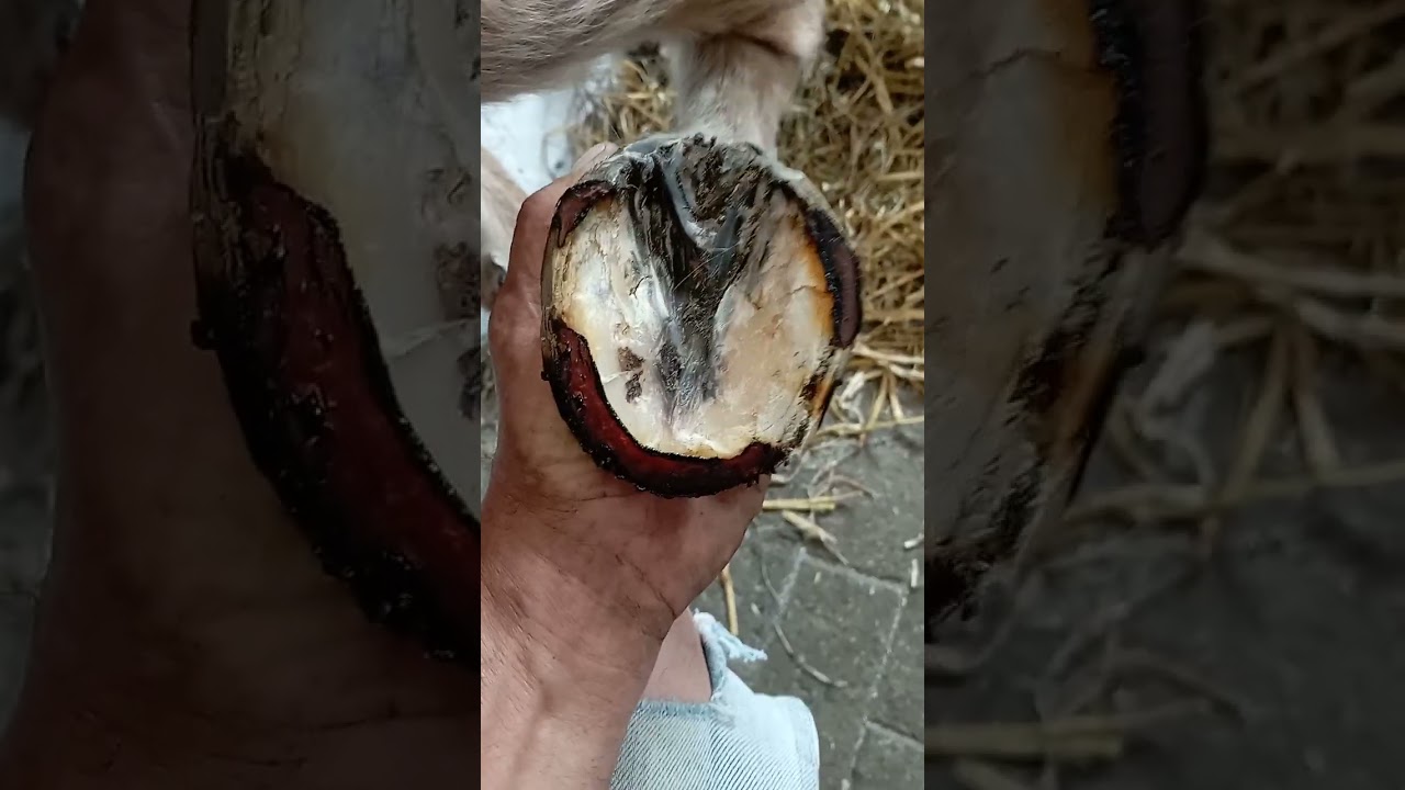Pony - Hufrehe - Eisenbeschlag  Teil 2 Eisen anbringen