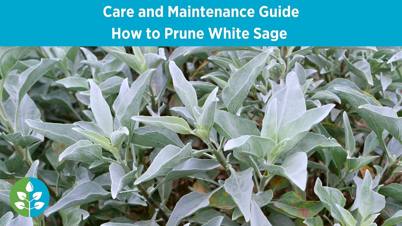 How to Prune White Sage | CA Native Garden Care Series
