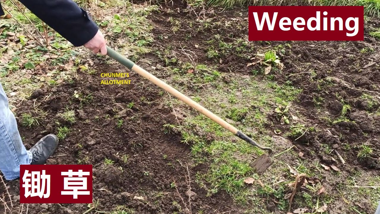 家长演示如何用锄头锄草 Weeding with a draw hoe