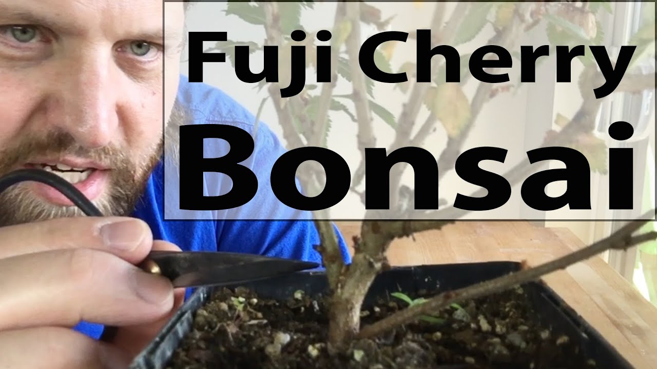 Starting a Fuji Cherry Bonsai. Flowering Cherry tree bonsai Prunus incisa Kojo-no-mai for beginners.