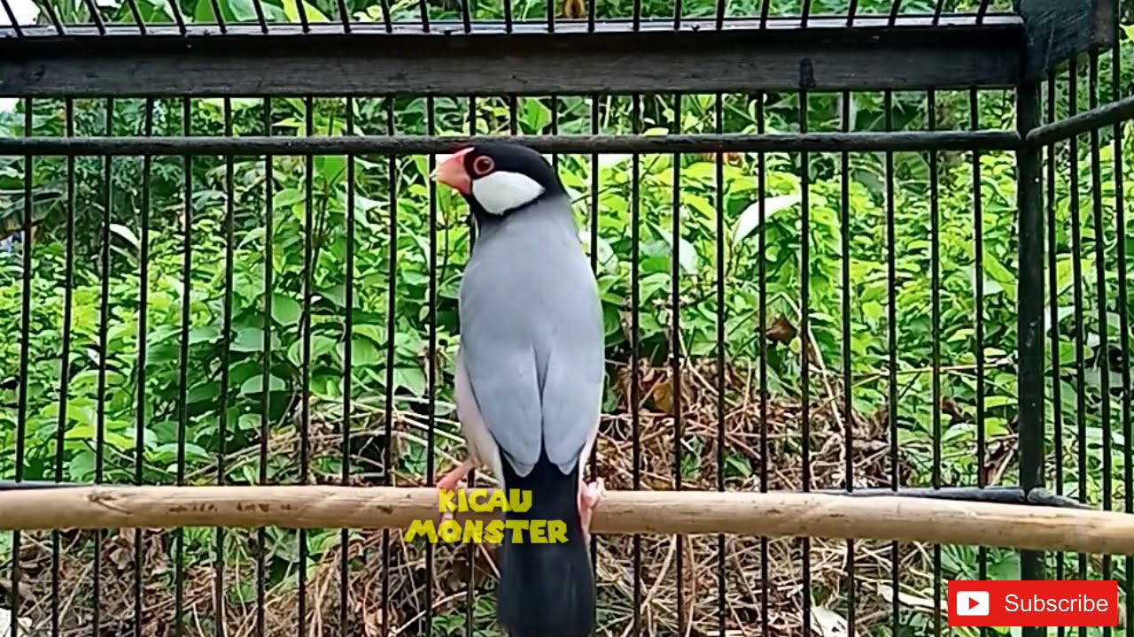 SUARA BURUNG GELATIK BELONG MUDA