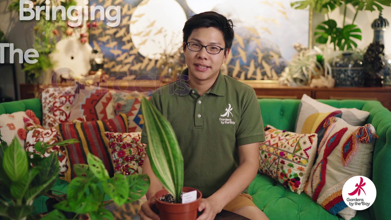 Bringing the Gardens Home: Whale Fin Dracaena (Dracaena masoniana)