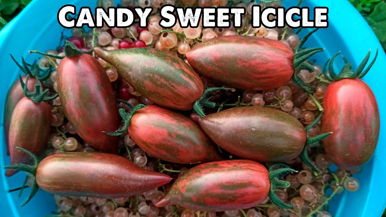 One of the most delicious cherry tomatoes! Candy Sweet Icicle