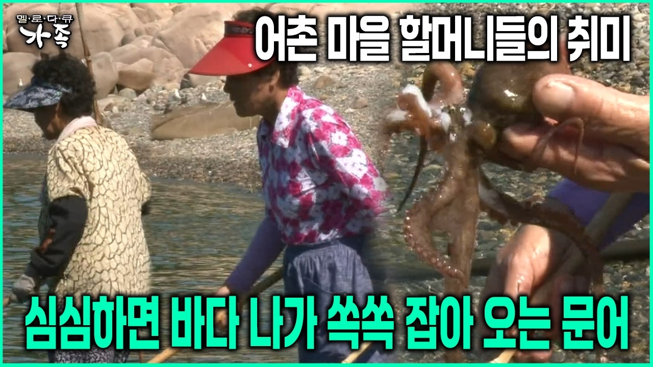 [다큐 &lsquo;가족&rsquo; 139회-1] 어촌 마을 할머니들의 취미 심심하면 바다 나가 쏙쏙 잡아 오는 문어