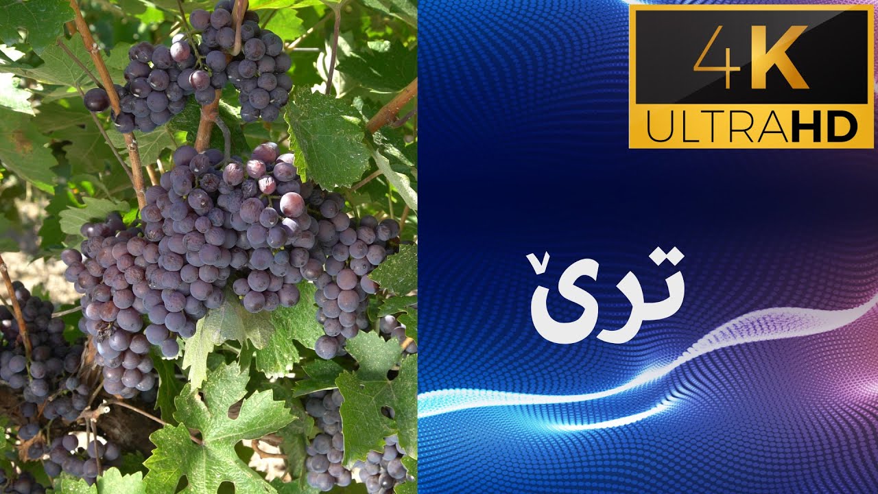 ترێ Grape