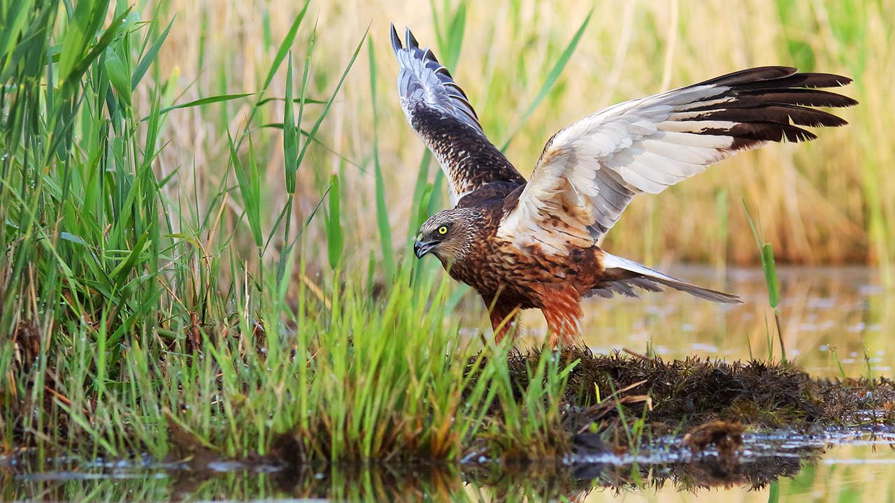 Birds of prey. Marsh Harrier