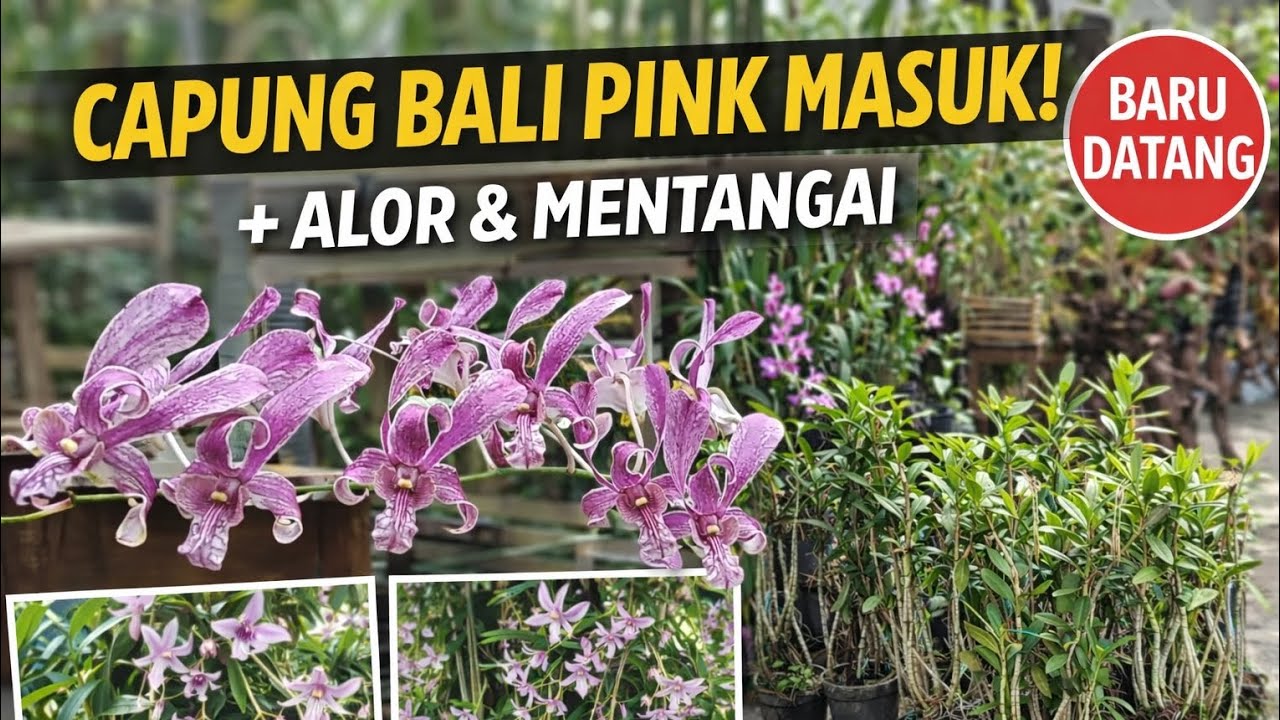 Capung Bali Pink & Alor Masuk! Mentangai Jadul Legenda Siap Dipinang