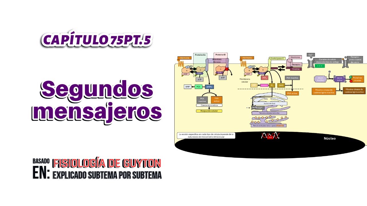 CAP 75 (5): Segundos mensajeros