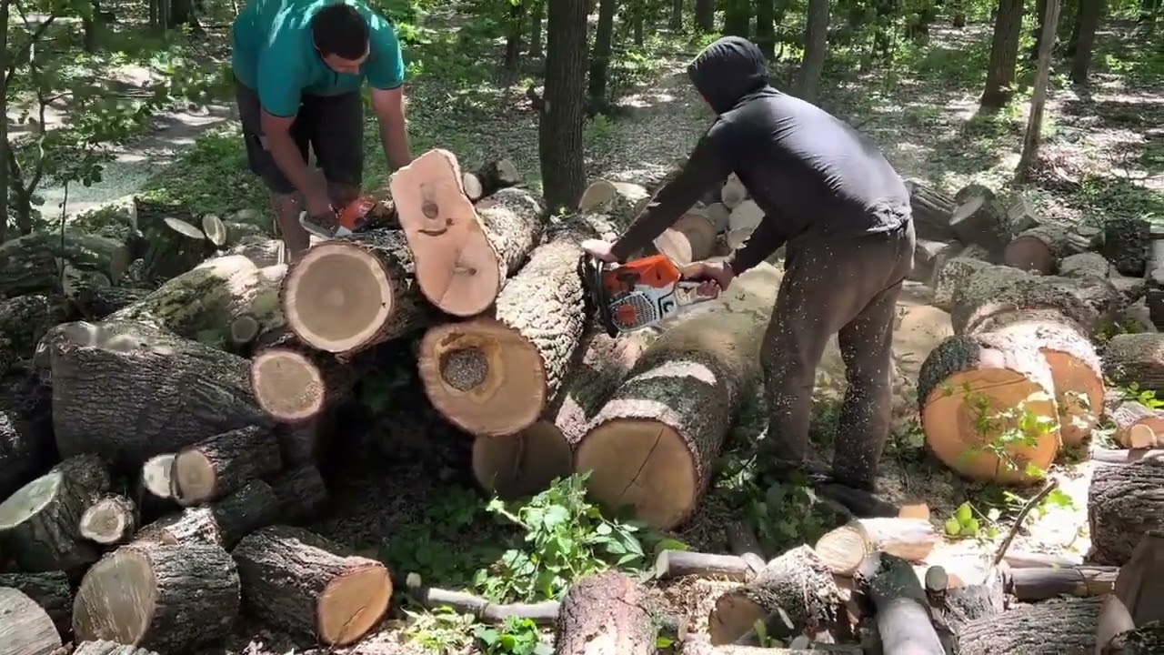 BRUTAL Chainsaw Work | Giant Timber