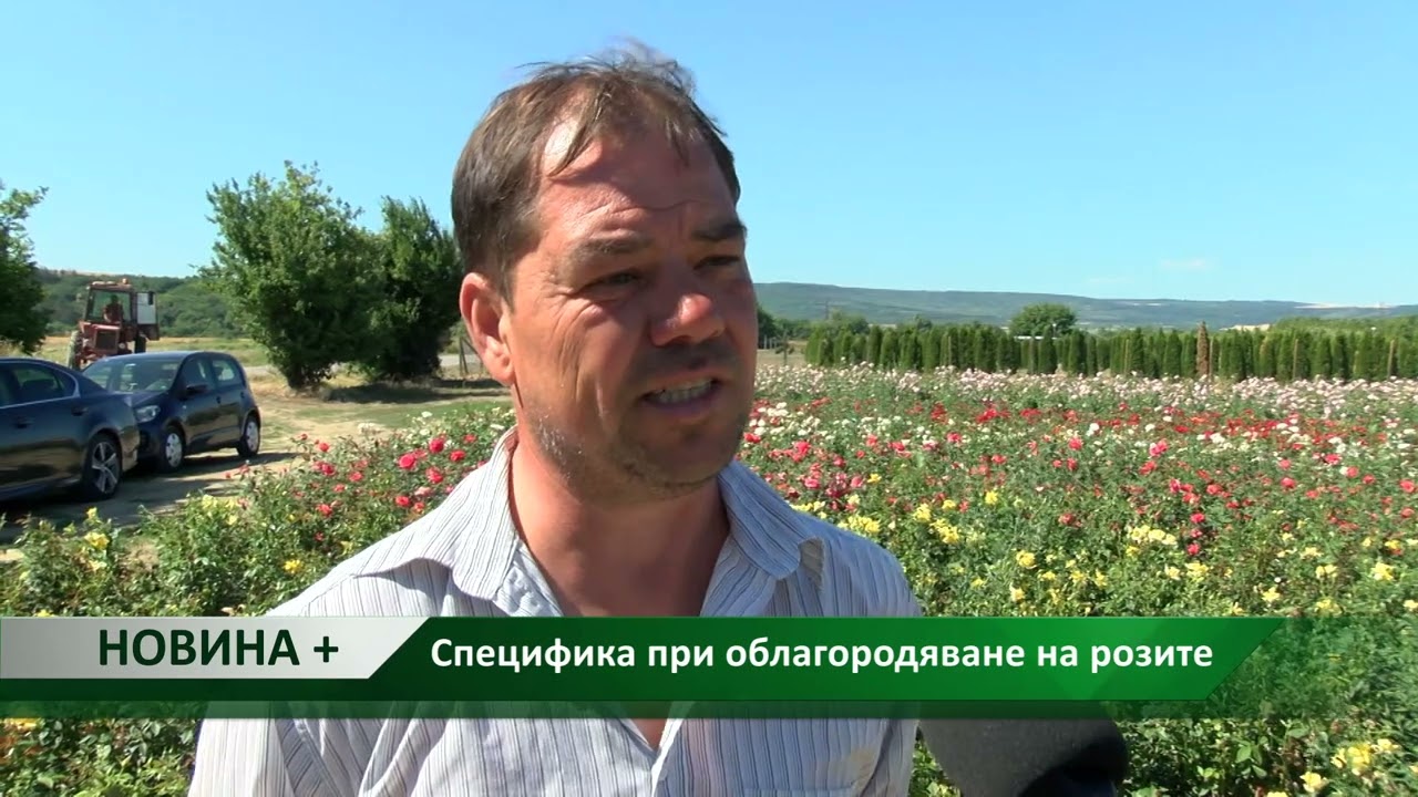 Новина плюс: Специфика при облагородяване на розите, автор: Ана Минева