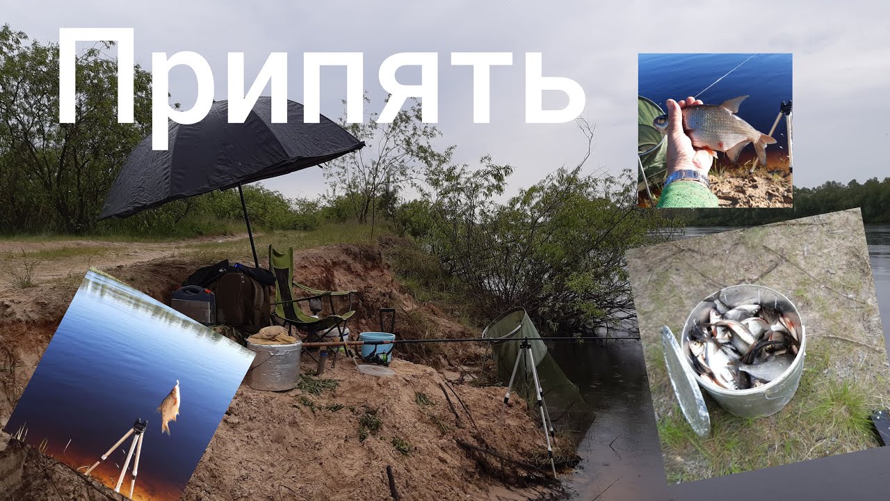 И снова Наровля. Припять.  Подержал огромного сазана.