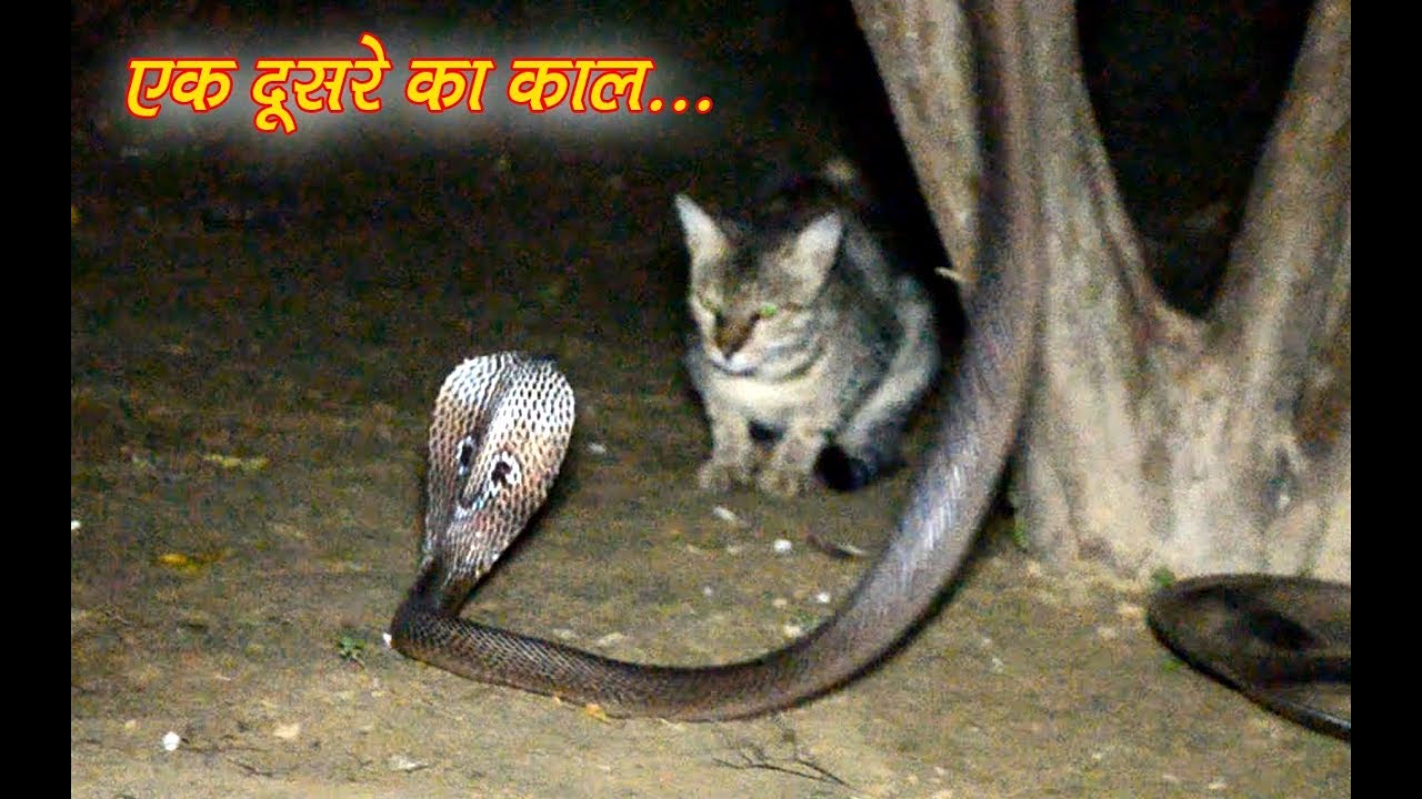 The Cobra snake, Common krait venomous snake rescue very dangerous situation by Murliwale hausla