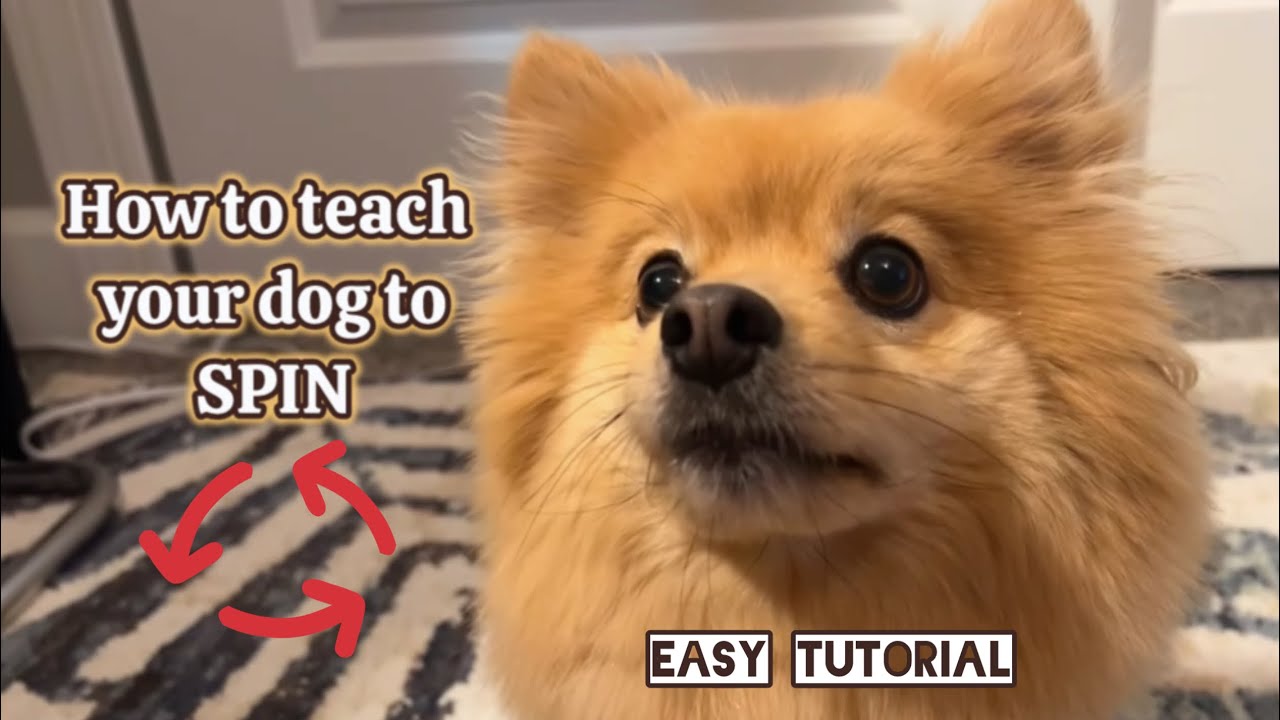 How to Teach Your Dog to Spin! Easy Fast Tutorial 