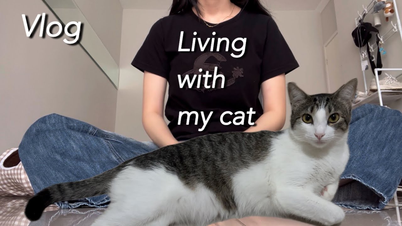 Vlog | 고양이와 함께사는 직장인 브이로그 | 고양이 지분 90프로 | 애교쟁이가 좋아🐈