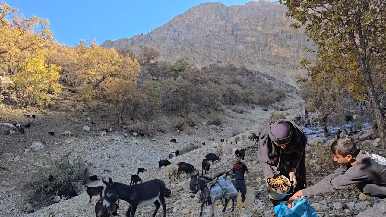 Nomadic Family Life in the Mountains | Traditional Herding & Oak Harvest