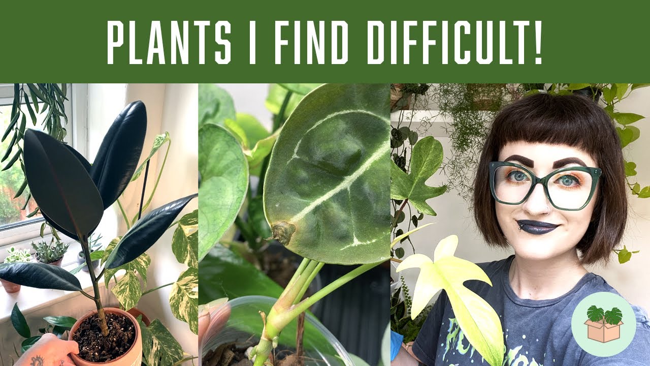 Houseplants I struggle with 🪴(difficult plants and solutions I've found)