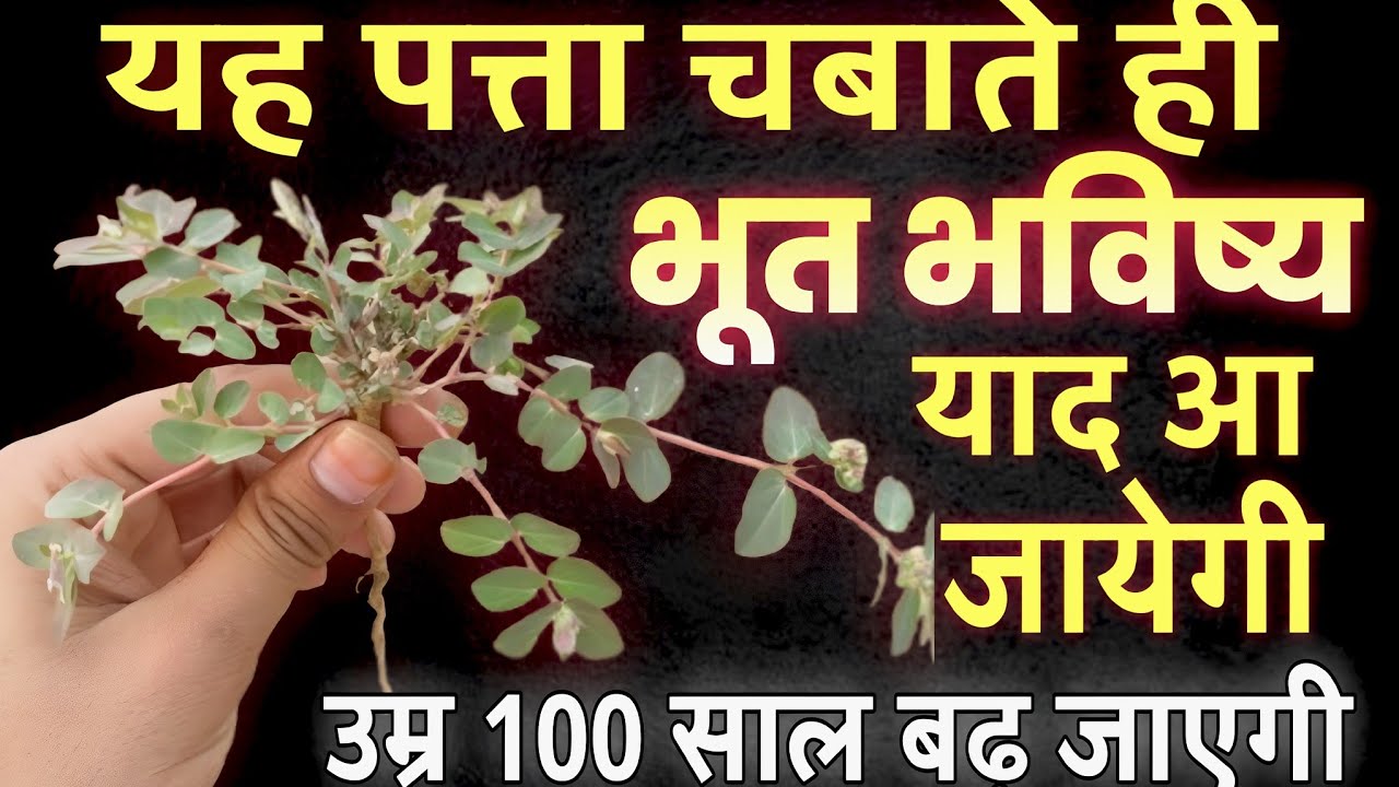 यह पत्ता सूंघने ही पूर्वजन्म की सारी बातें याद आ जायेगी और चबाते ही उम्र 100 साल बढ़ जायेगी!