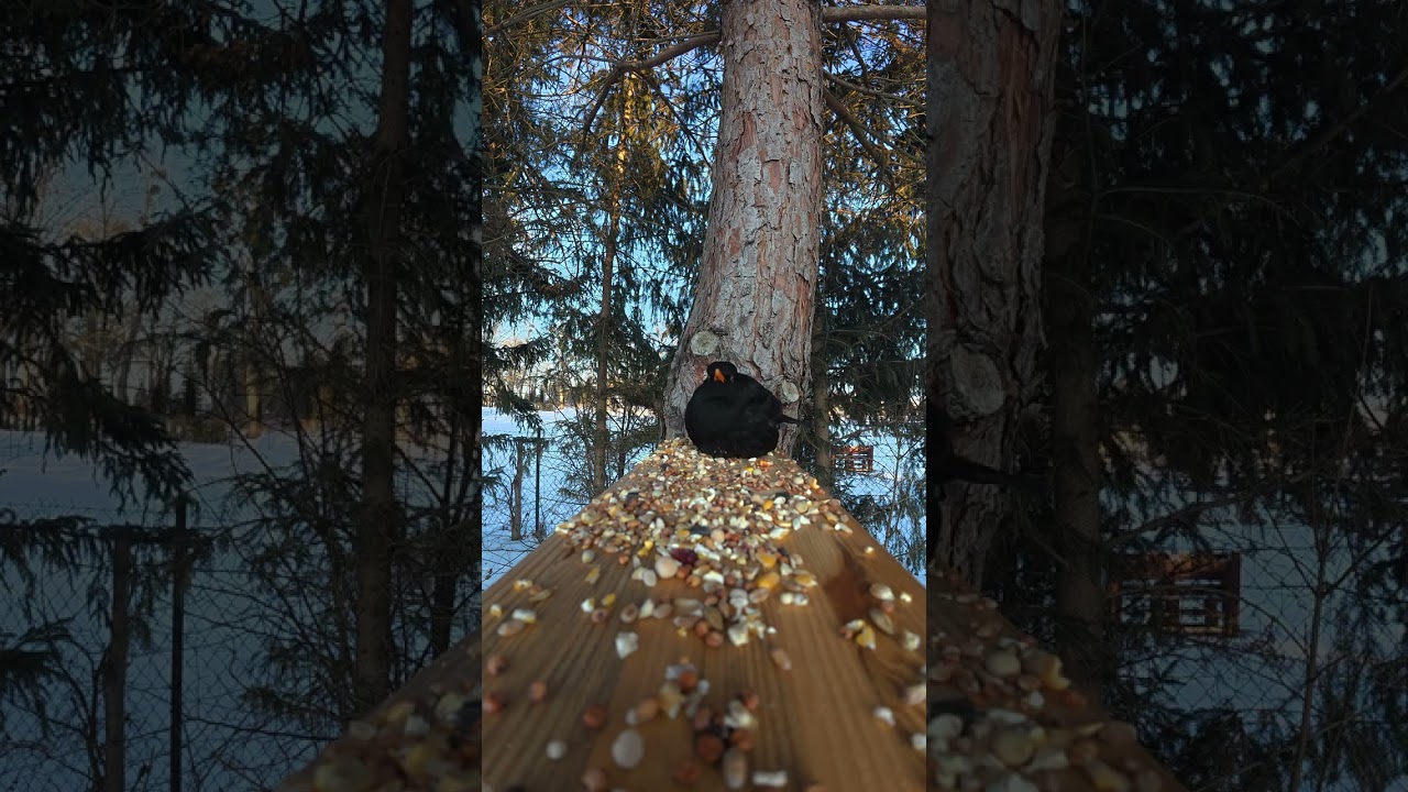 Vertical Relaxing Bird Sounds | Calm Feeding & Natural Ambience #relaxing #birds #naturesounds