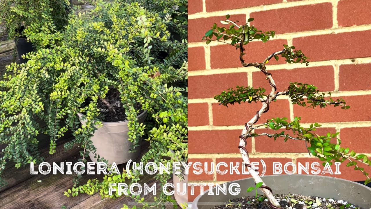 Making Honeysuckle Bonsai (Lonicera) From Cuttings + Clipping Bonsai I Made With Peter Chan!