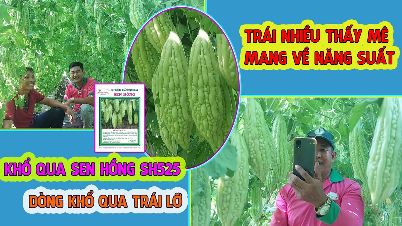 TÌM HIỂU VỀ DÒNG KHỔ QUA TRÁI LỠ - KHỔ QUA SEN HỒNG SH525