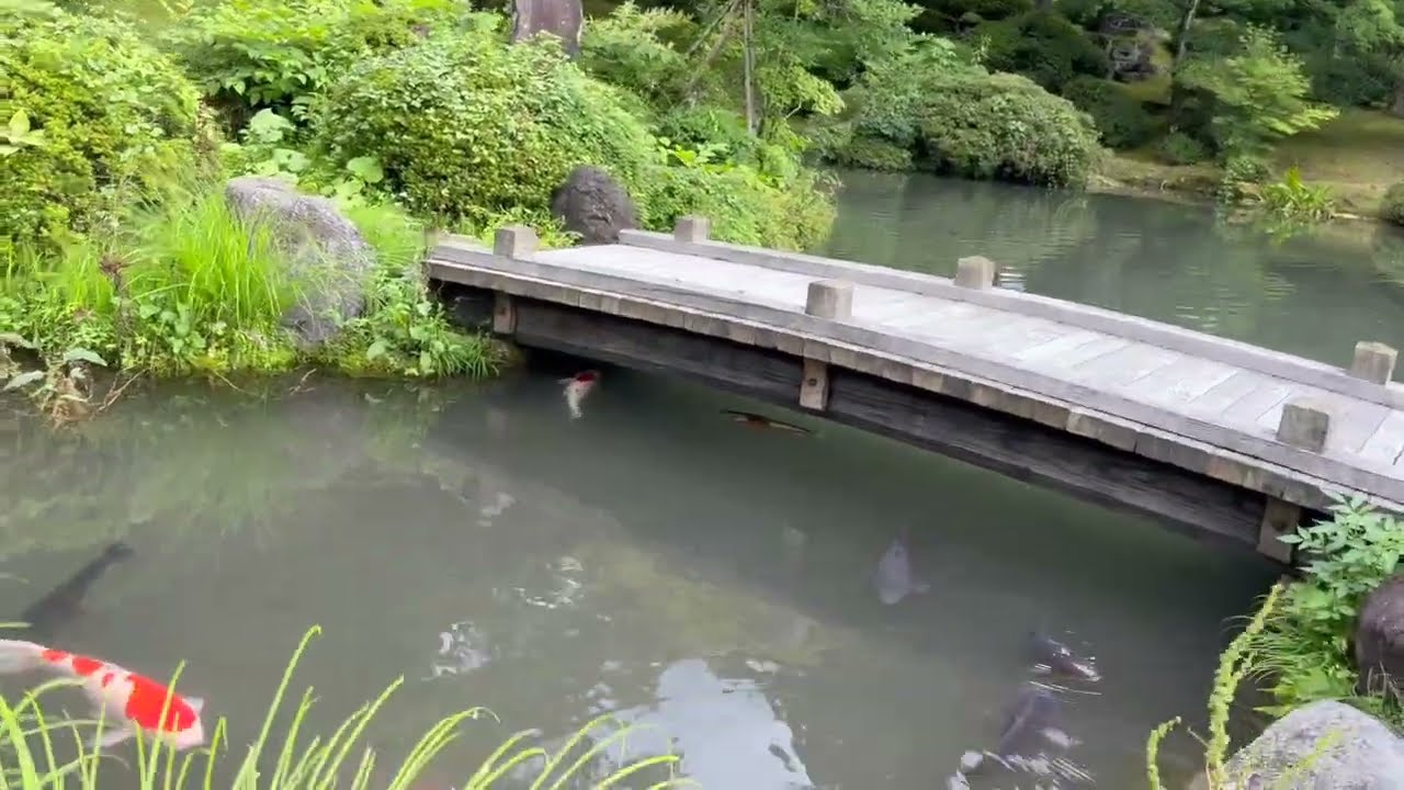 Beautiful Koi Fish at Nikkozan Rinnoji 🇯🇵 | Nikko, Japan