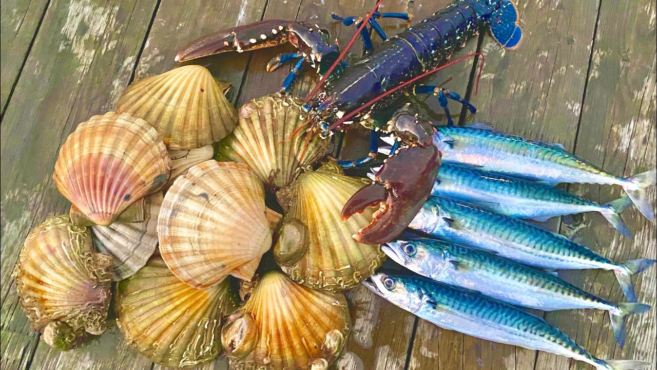 Fishing, Incredible Underwater footage and Cooking - THIS VIDEO HAS IT ALL!!! | The Fish Locker