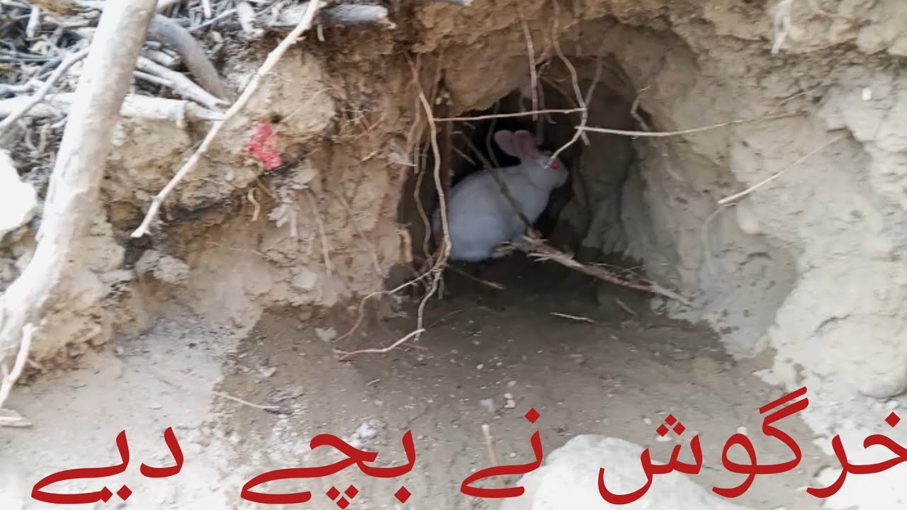 آ ج خرگوش نے بچے دیے
