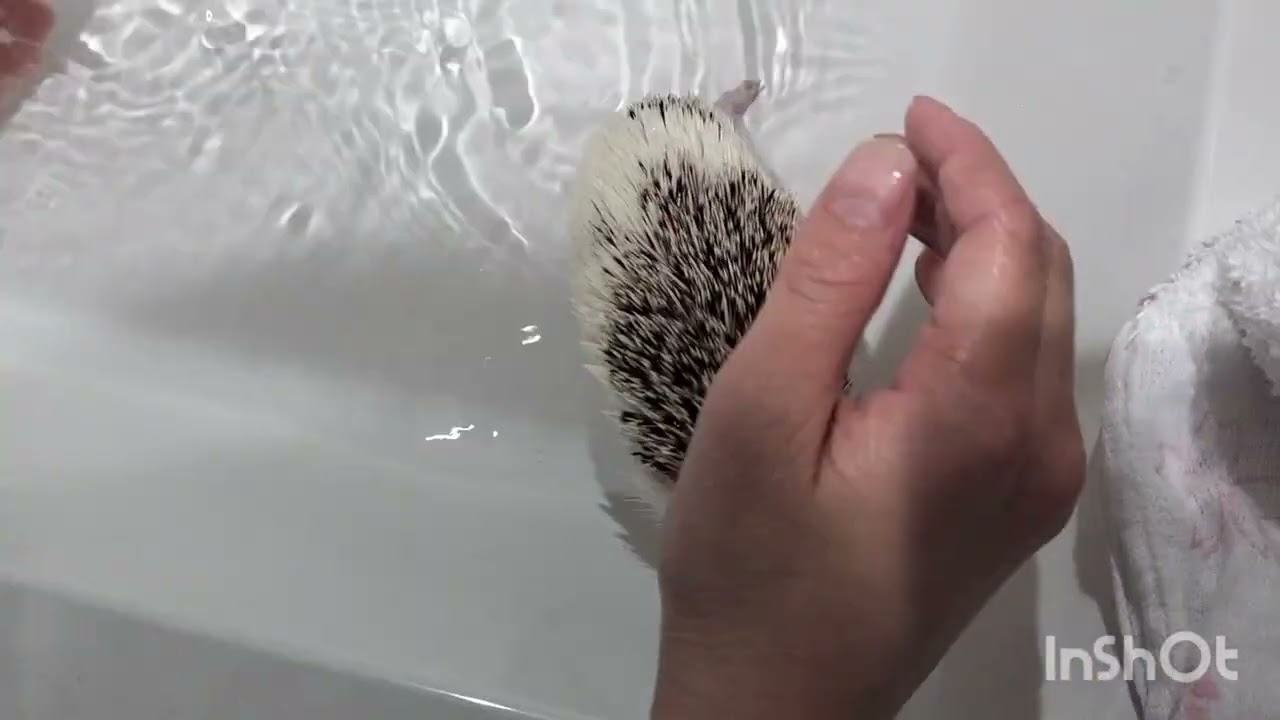 あったかお風呂タイム🦔