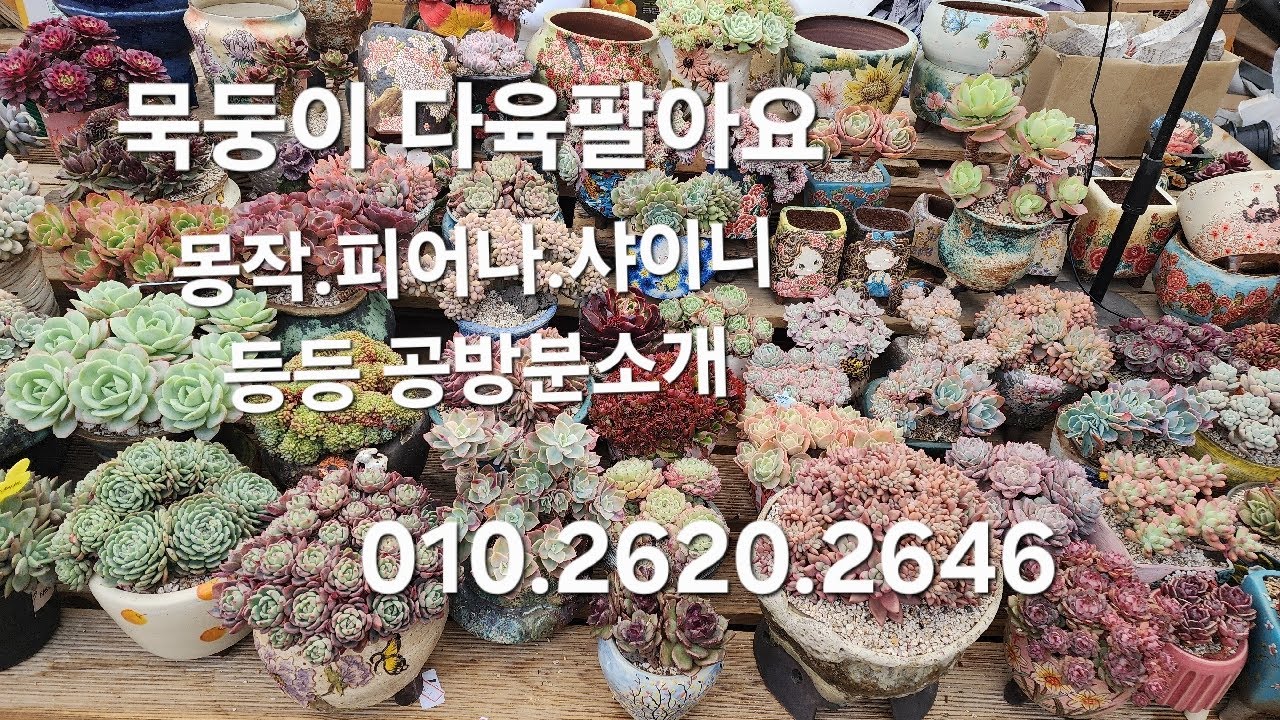 .묵둥이다육 군생맛집 중고화부.명품화분 소개 010.2620.2646