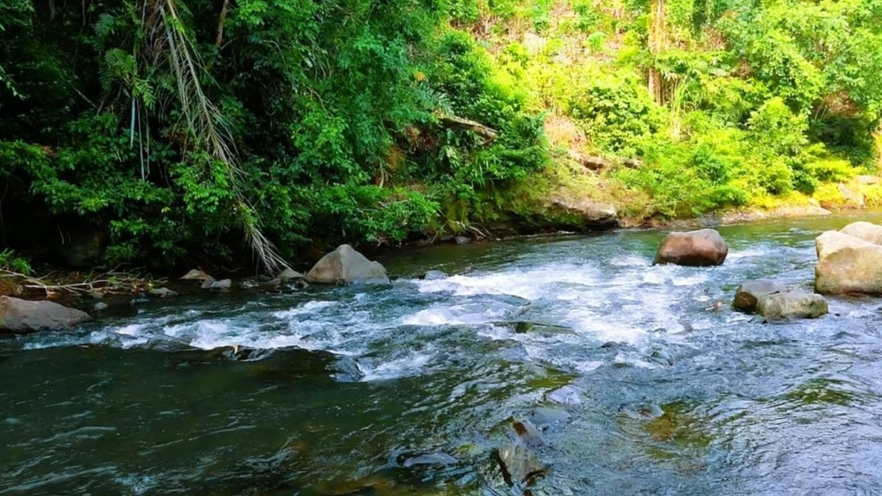 Soothing River Sounds in the Forest 🍃 White Noise for Relaxation