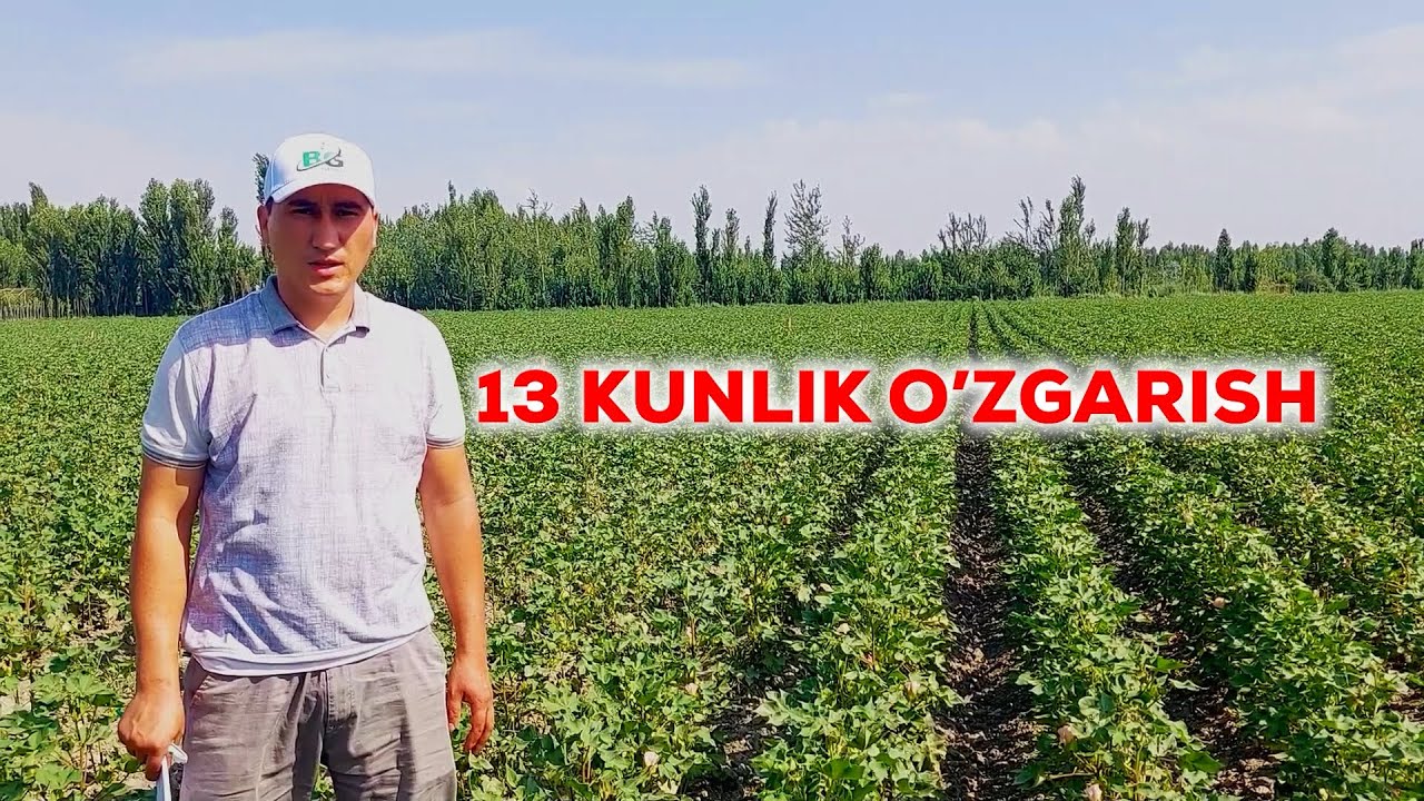 Paxta 2023 TO'LIQ. Sinov maydoniga ekildi. 13kunlik natijani ko'ring