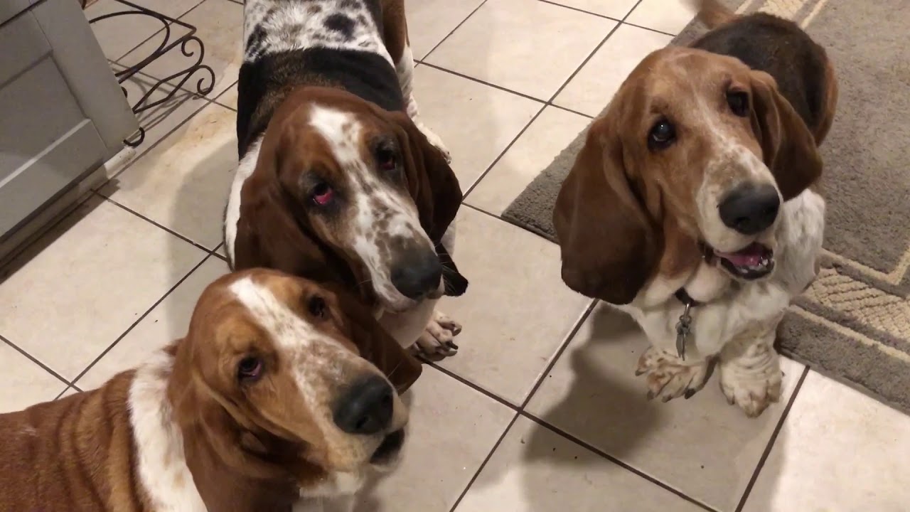 Basset Download