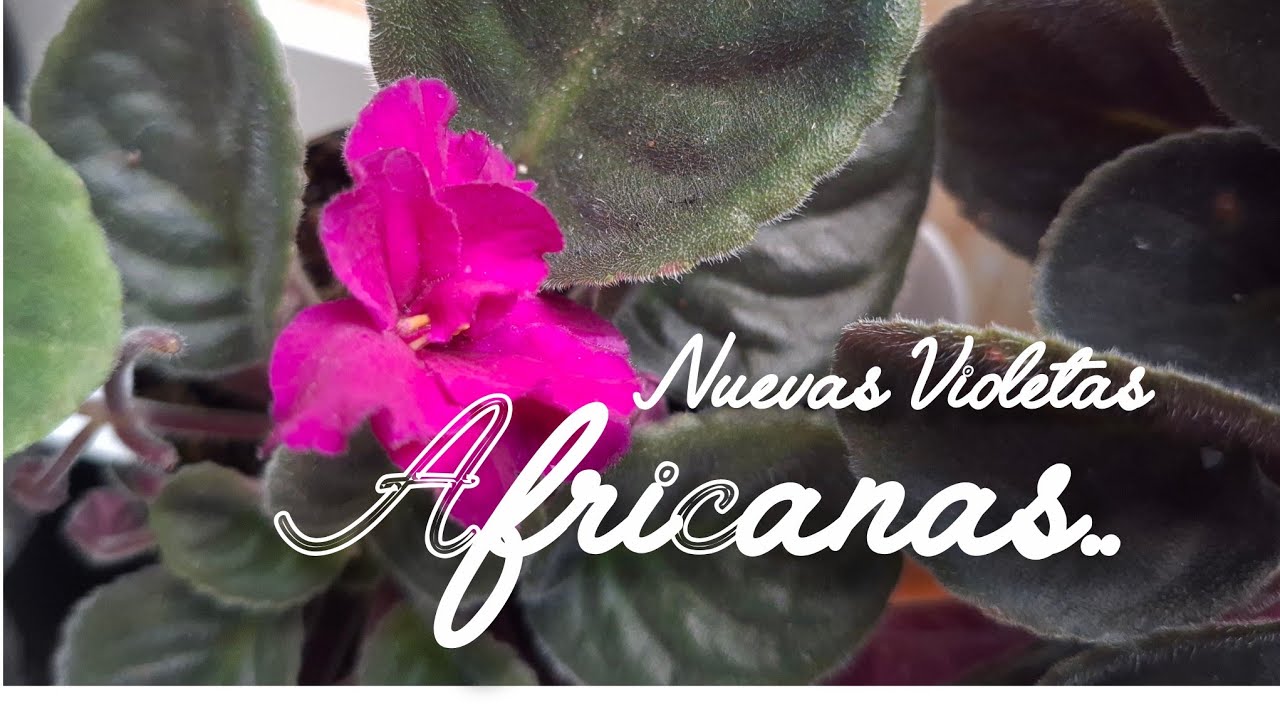 Nuevas Violetas.  #plantas #flores 