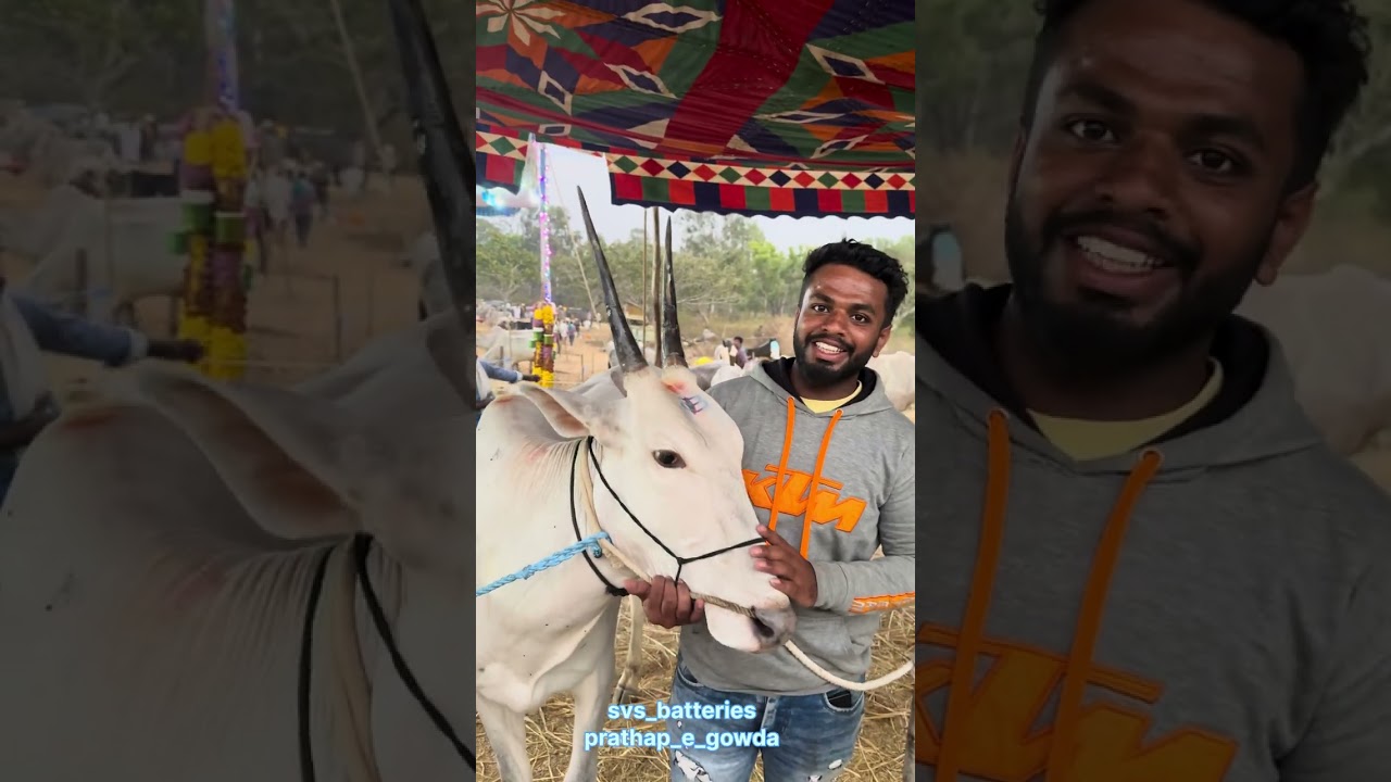 ಬೂಕ ಅದ್ದೂರಿ ದನಗಳ ಜಾತ್ರೆ / booka adduri danajala jatre full video