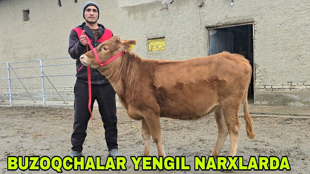Shaxzodbek ukamizdan yangi partiya puli yengil buzoqchalar 30 января 2026 г.