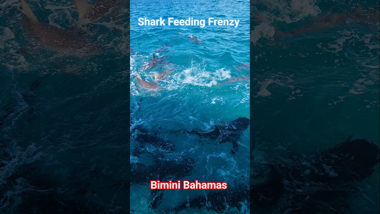 Shark Feeding Frenzy | Bimini Bahamas