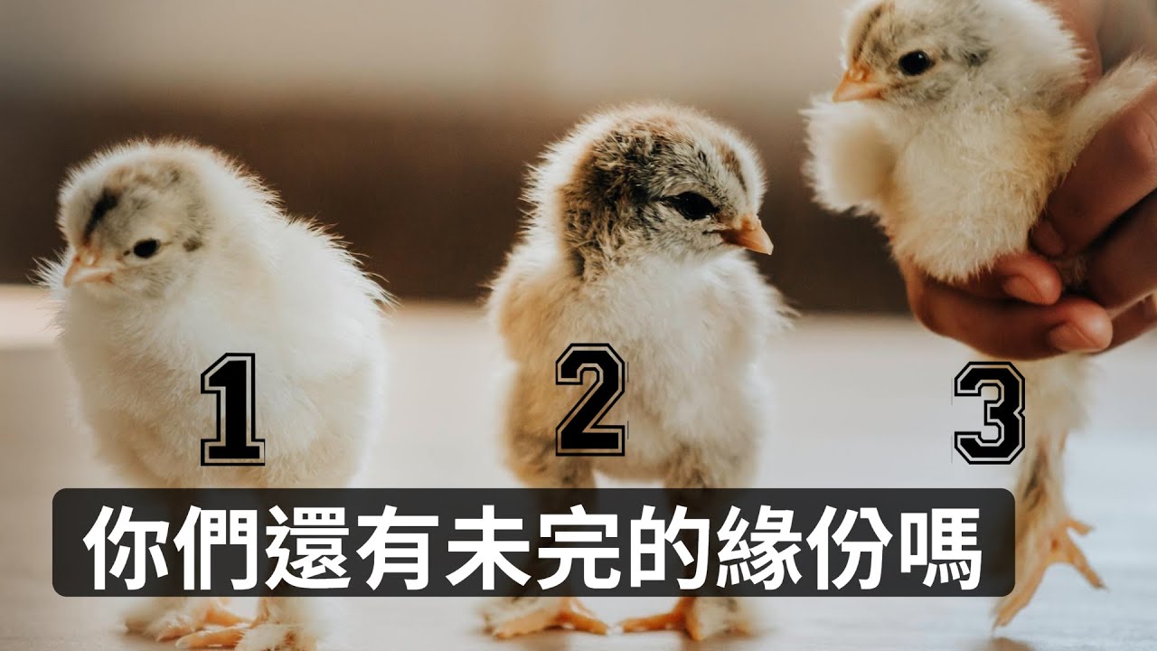 【塔羅占卜】你們還有未完的緣分嗎？｜愛情占卜｜櫻之塔羅 Yin’s Tarot