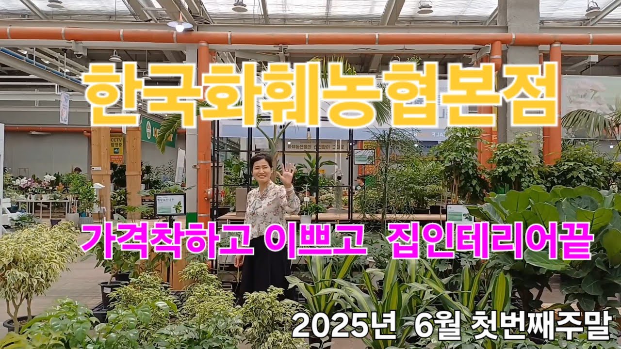 한국화훼농협본점  /가격착하고  예쁘고 /집인테리어/에 굿이네요