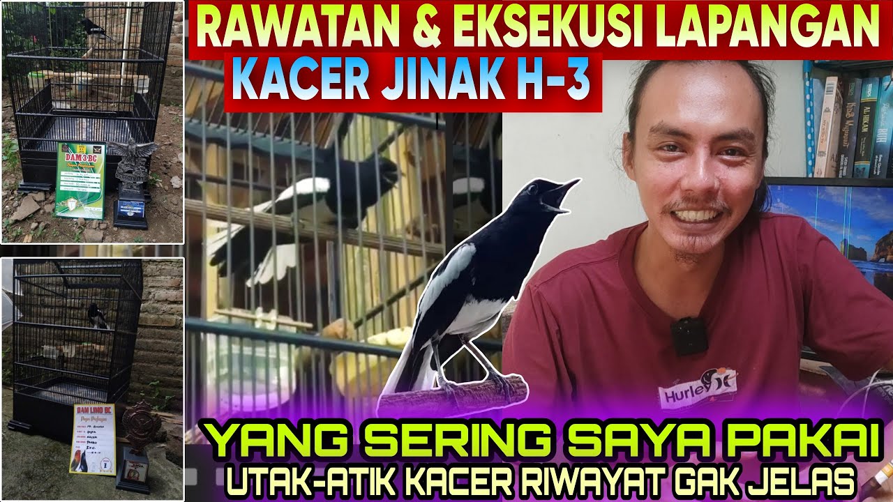 CUMA BEGINI SAJA ⁉️ RAWATAN Kacer Jinakku Sebelum LOMBA ❗️ Kacer Gacor Konslet FULL BUKA EKOR