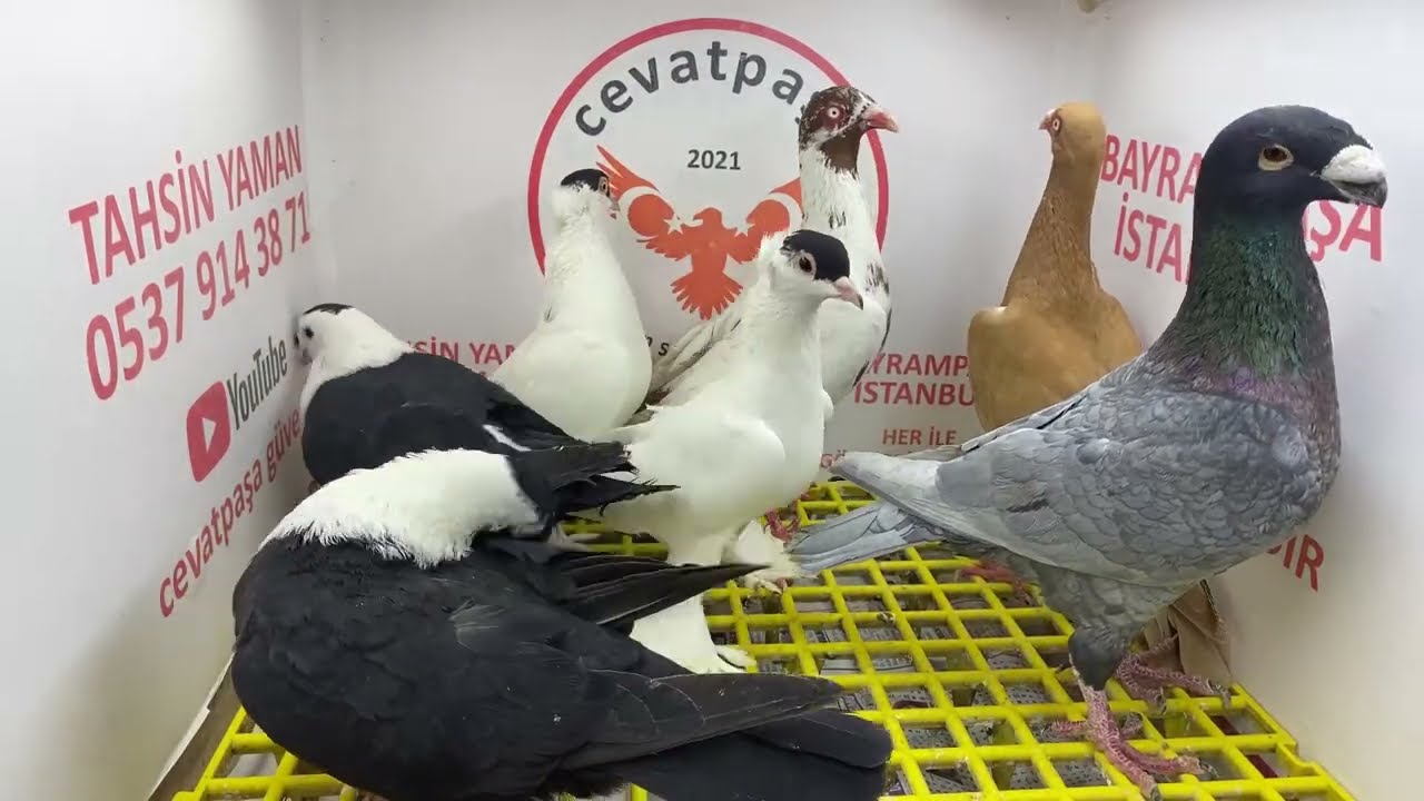 canlı güvercin mezat