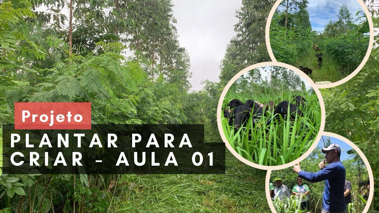Aula 01 - Projeto Plantar para Criar