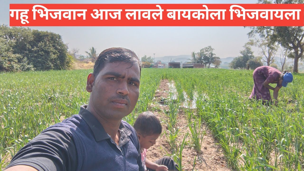 गहू भिजवान #wheat farming #with wife अँड son