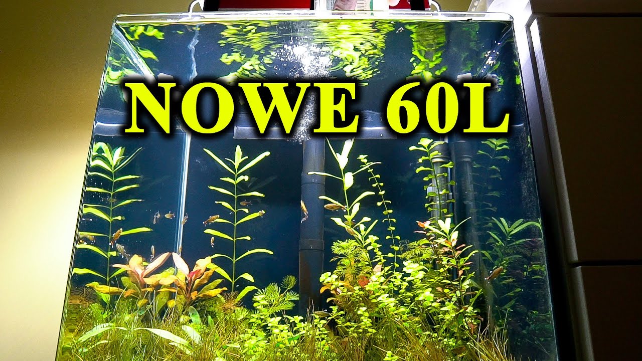 NOWE Akwarium 60L💦 osprzęt i pierwsi mieszkańcy