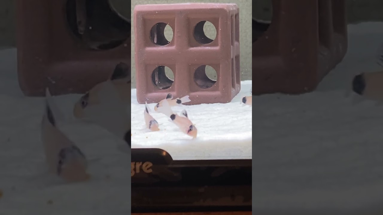 27日目。コリドラスパンダ食事風景。#コリドラスパンダ＃熱帯魚