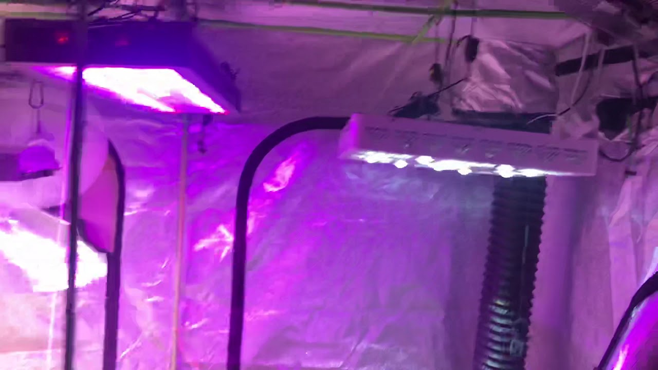 Perfect sun 1000 advanced led x2