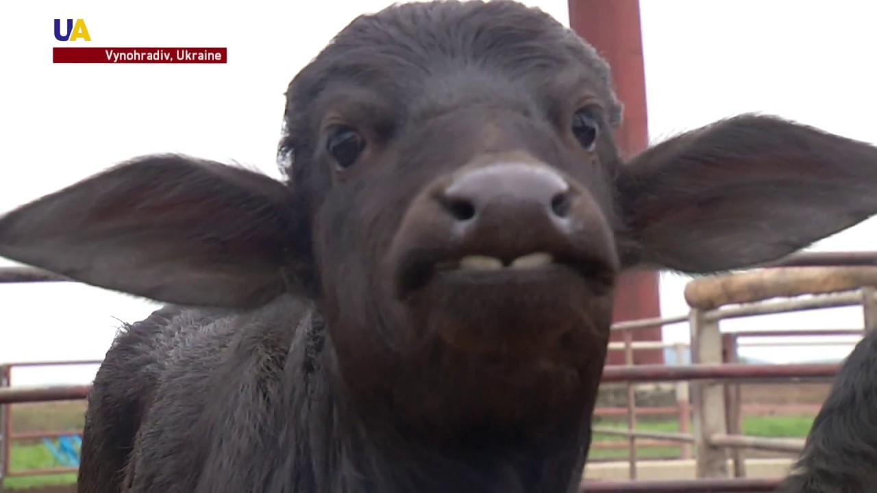Ukraine's One-of-A-Kind Buffalo Farm Produces Rare Milk and Original Mozzarella